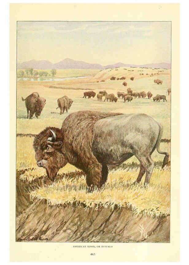 Reproducción/Reproduction 6217226096: Wild animals of North America Washington, D.C.,The National geographical society[c1918] 