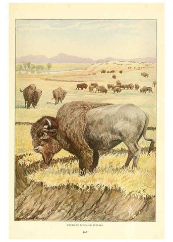 Reproducción/Reproduction 6217226096: Wild animals of North America Washington, D.C.,The National geographical society[c1918] 