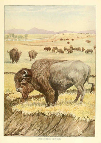 Reproducción/Reproduction 6217226096: Wild animals of North America Washington, D.C.,The National geographical society[c1918] 