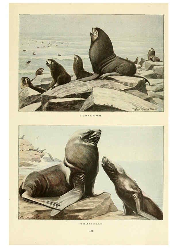 Reproducción/Reproduction 6216706785: Wild animals of North America Washington, D.C.,The National geographical society[c1918] 