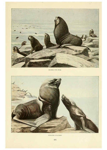 Reproducción/Reproduction 6216706785: Wild animals of North America Washington, D.C.,The National geographical society[c1918] 