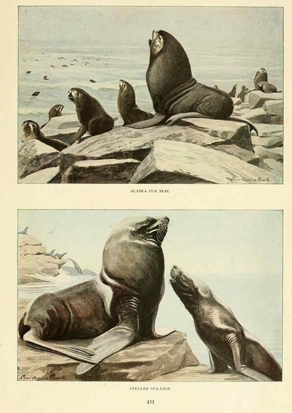 Reproducción/Reproduction 6216706785: Wild animals of North America Washington, D.C.,The National geographical society[c1918] 