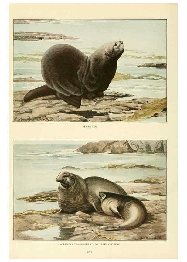 Reproducción/Reproduction 6216706917: Wild animals of North America Washington, D.C.,The National geographical society[c1918] 