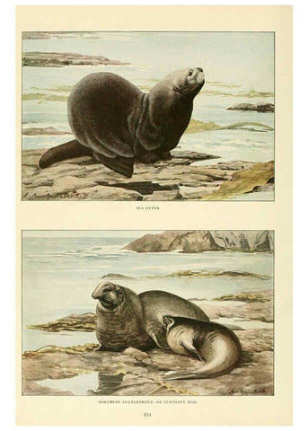 Reproducción/Reproduction 6216706917: Wild animals of North America Washington, D.C.,The National geographical society[c1918] 