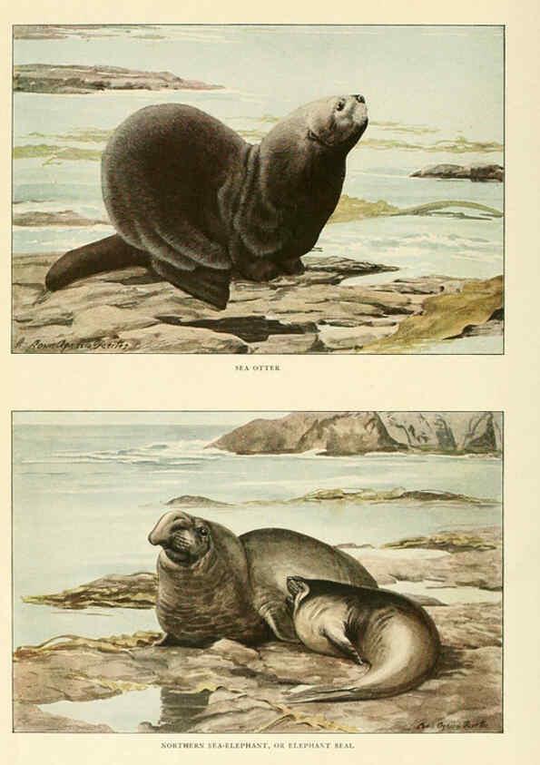 Reproducción/Reproduction 6216706917: Wild animals of North America Washington, D.C.,The National geographical society[c1918] 