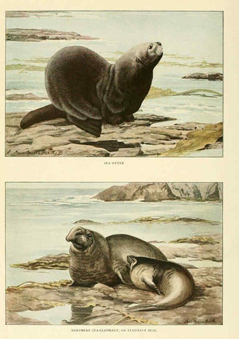 Reproducción/Reproduction 6216706917: Wild animals of North America Washington, D.C.,The National geographical society[c1918] 