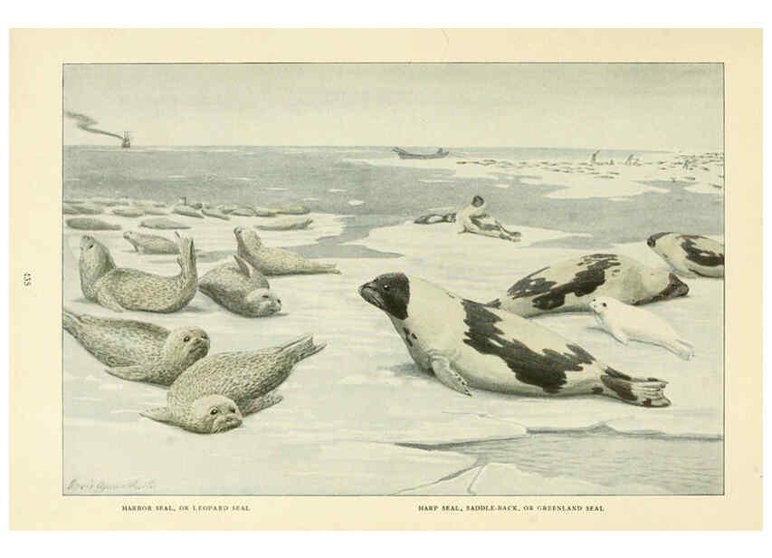 Reproducción/Reproduction 6217224204: Wild animals of North America Washington, D.C.,The National geographical society[c1918] 