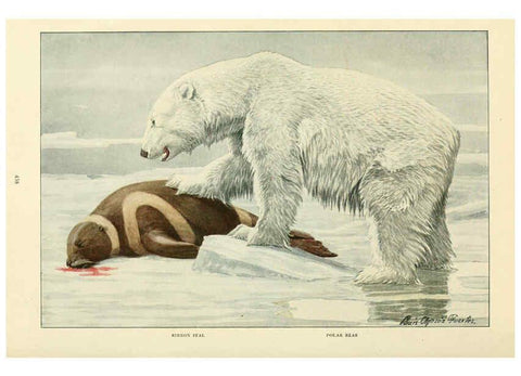 Reproducción/Reproduction 6216707209: Wild animals of North America Washington, D.C.,The National geographical society[c1918] 
