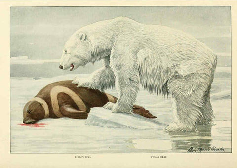 Reproducción/Reproduction 6216707209: Wild animals of North America Washington, D.C.,The National geographical society[c1918] 