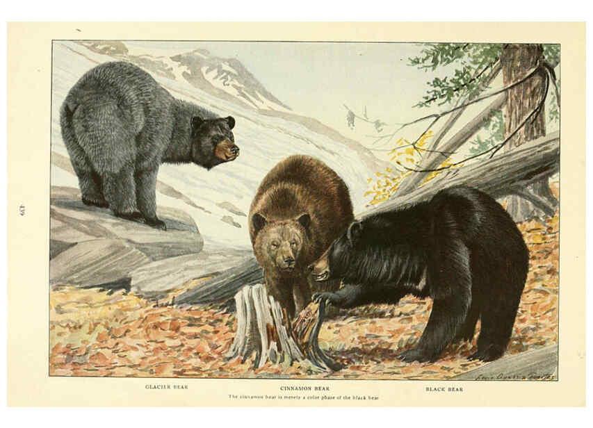 Reproducción/Reproduction 6216707355: Wild animals of North America Washington, D.C.,The National geographical society[c1918] 
