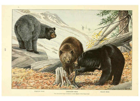 Reproducción/Reproduction 6216707355: Wild animals of North America Washington, D.C.,The National geographical society[c1918] 