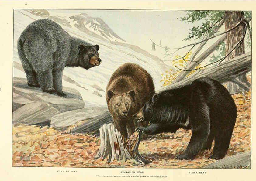 Reproducción/Reproduction 6216707355: Wild animals of North America Washington, D.C.,The National geographical society[c1918] 