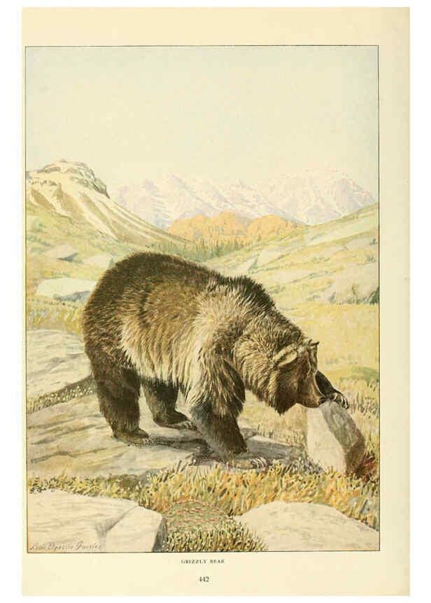 Reproducción/Reproduction 6216707491: Wild animals of North America Washington, D.C.,The National geographical society[c1918] 