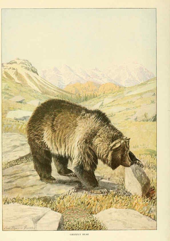 Reproducción/Reproduction 6216707491: Wild animals of North America Washington, D.C.,The National geographical society[c1918] 