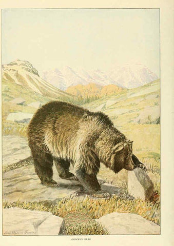 Reproducción/Reproduction 6216707491: Wild animals of North America Washington, D.C.,The National geographical society[c1918] 