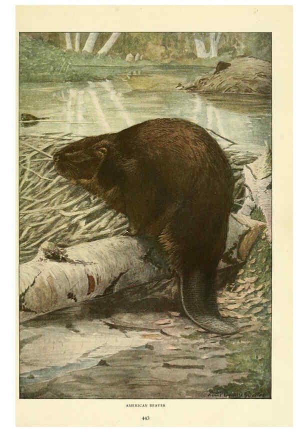 Reproducción/Reproduction 6216707619: Wild animals of North America Washington, D.C.,The National geographical society[c1918] 