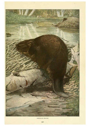Reproducción/Reproduction 6216707619: Wild animals of North America Washington, D.C.,The National geographical society[c1918] 