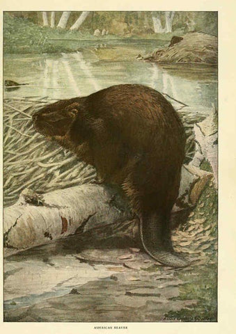 Reproducción/Reproduction 6216707619: Wild animals of North America Washington, D.C.,The National geographical society[c1918] 