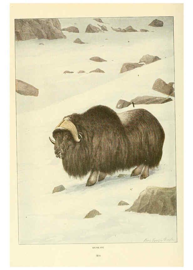 Reproducción/Reproduction 6216709157: Wild animals of North America Washington, D.C.,The National geographical society[c1918] 