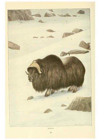 Reproducción/Reproduction 6216709157: Wild animals of North America Washington, D.C.,The National geographical society[c1918] 
