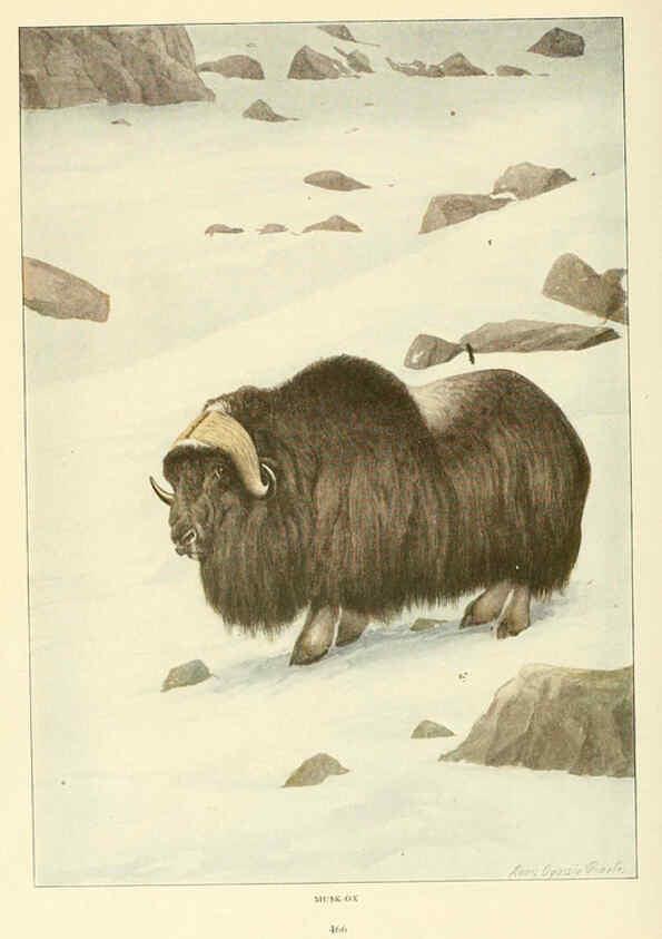 Reproducción/Reproduction 6216709157: Wild animals of North America Washington, D.C.,The National geographical society[c1918] 
