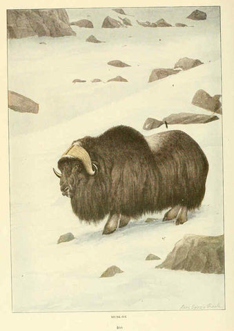 Reproducción/Reproduction 6216709157: Wild animals of North America Washington, D.C.,The National geographical society[c1918] 