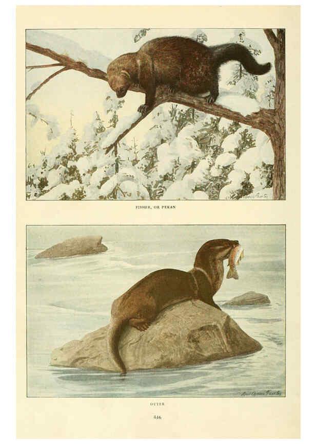 Reproducción/Reproduction 6217224902: Wild animals of North America Washington, D.C.,The National geographical society[c1918] 