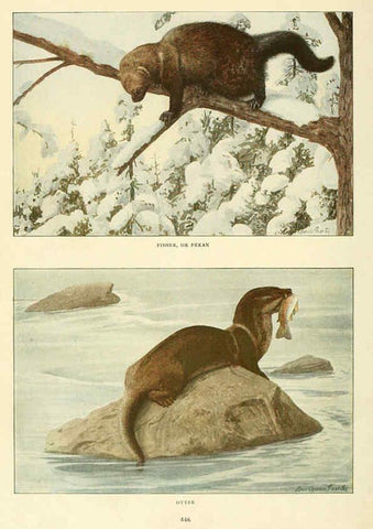 Reproducción/Reproduction 6217224902: Wild animals of North America Washington, D.C.,The National geographical society[c1918] 