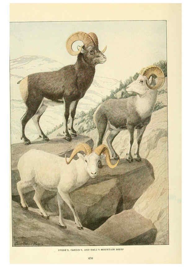 Reproducción/Reproduction 6216708027: Wild animals of North America Washington, D.C.,The National geographical society[c1918] 