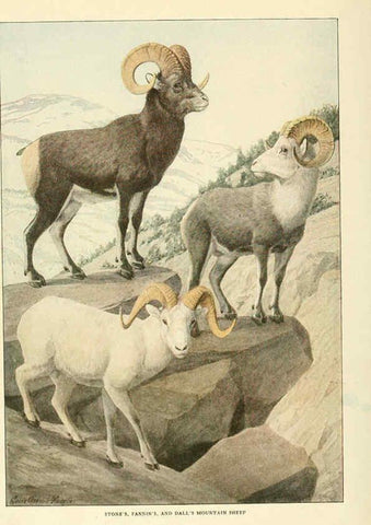 Reproducción/Reproduction 6216708027: Wild animals of North America Washington, D.C.,The National geographical society[c1918] 