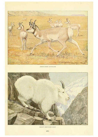 Reproducción/Reproduction 6217225284: Wild animals of North America Washington, D.C.,The National geographical society[c1918] 