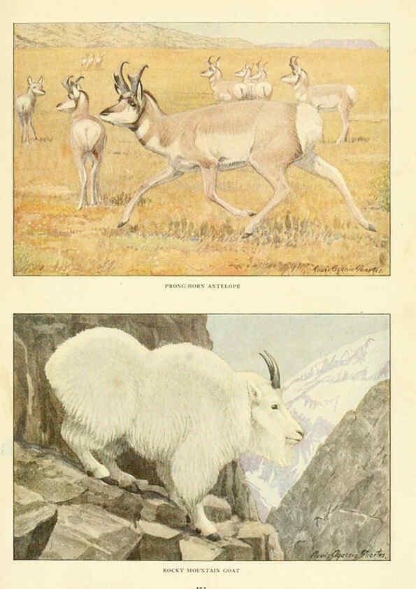 Reproducción/Reproduction 6217225284: Wild animals of North America Washington, D.C.,The National geographical society[c1918] 