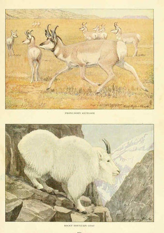 Reproducción/Reproduction 6217225284: Wild animals of North America Washington, D.C.,The National geographical society[c1918] 