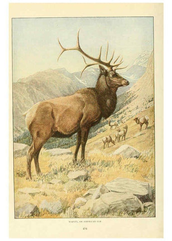Reproducción/Reproduction 6217225454: Wild animals of North America Washington, D.C.,The National geographical society[c1918] 