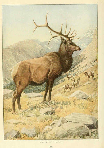 Reproducción/Reproduction 6217225454: Wild animals of North America Washington, D.C.,The National geographical society[c1918] 