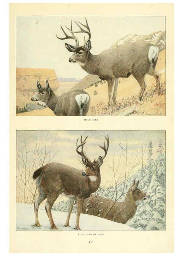 Reproducción/Reproduction 6217225576: Wild animals of North America Washington, D.C.,The National geographical society[c1918] 