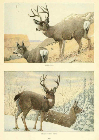 Reproducción/Reproduction 6217225576: Wild animals of North America Washington, D.C.,The National geographical society[c1918] 