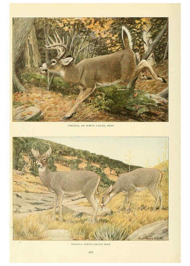 Reproducción/Reproduction 6216708549: Wild animals of North America Washington, D.C.,The National geographical society[c1918] 