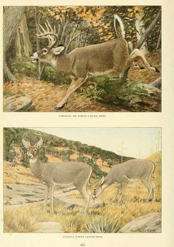 Reproducción/Reproduction 6216708549: Wild animals of North America Washington, D.C.,The National geographical society[c1918] 