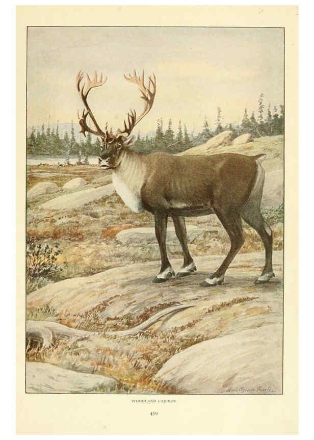 Reproducción/Reproduction 6216708695: Wild animals of North America Washington, D.C.,The National geographical society[c1918] 