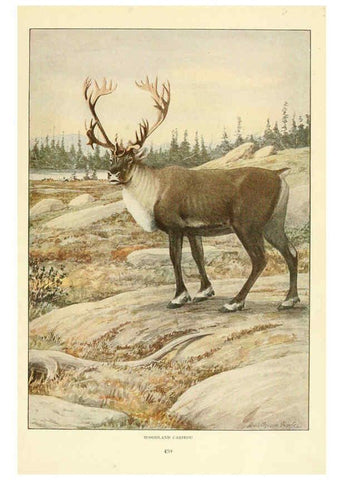 Reproducción/Reproduction 6216708695: Wild animals of North America Washington, D.C.,The National geographical society[c1918] 