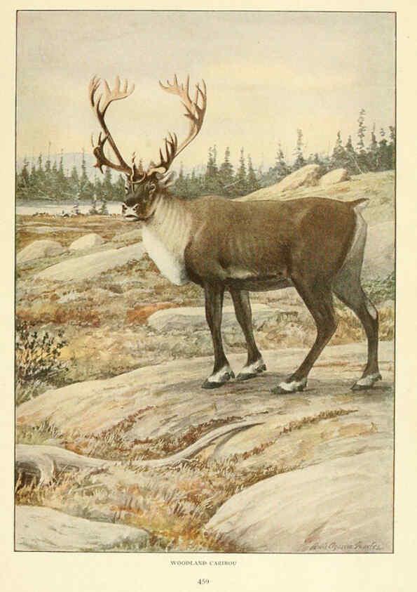 Reproducción/Reproduction 6216708695: Wild animals of North America Washington, D.C.,The National geographical society[c1918] 