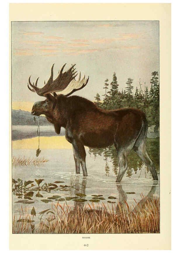 Reproducción/Reproduction 6216708861: Wild animals of North America Washington, D.C.,The National geographical society[c1918] 