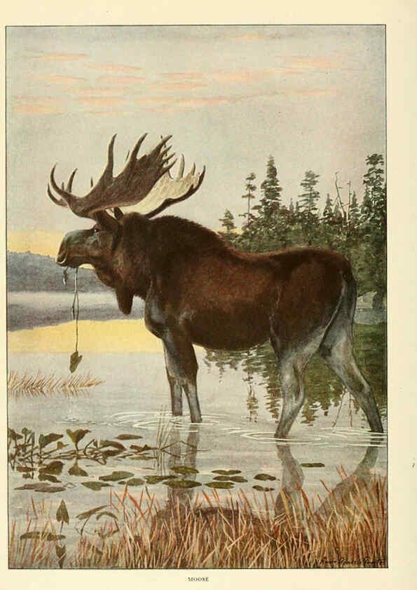Reproducción/Reproduction 6216708861: Wild animals of North America Washington, D.C.,The National geographical society[c1918] 