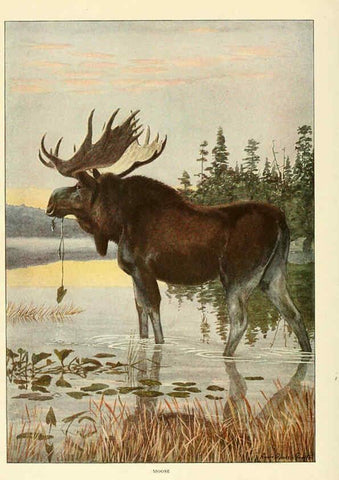 Reproducción/Reproduction 6216708861: Wild animals of North America Washington, D.C.,The National geographical society[c1918] 