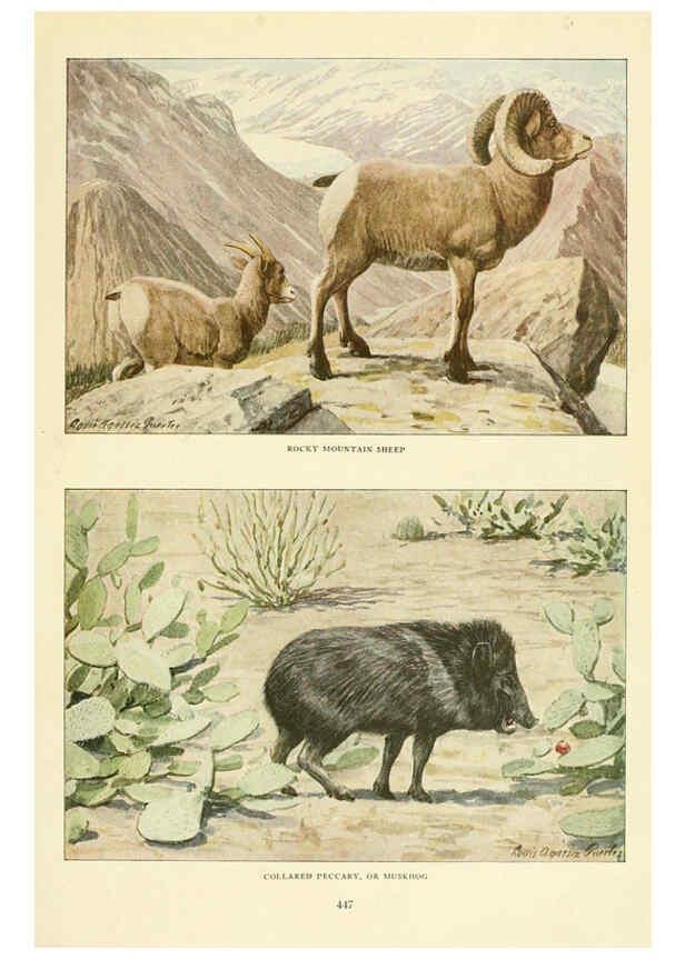 Reproducción/Reproduction 6216707889: Wild animals of North America Washington, D.C.,The National geographical society[c1918] 