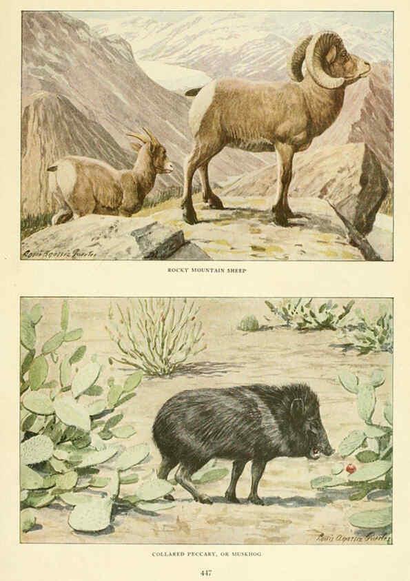 Reproducción/Reproduction 6216707889: Wild animals of North America Washington, D.C.,The National geographical society[c1918] 