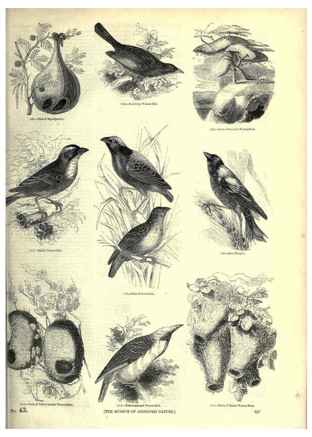 Reproducción/Reproduction 6093050186: The pictorial museum of animated nature. v.1. London :C. Cox,[1844?] 