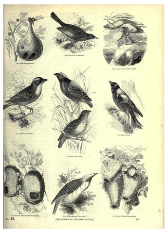 Reproducción/Reproduction 6093050186: The pictorial museum of animated nature. v.1. London :C. Cox,[1844?] 