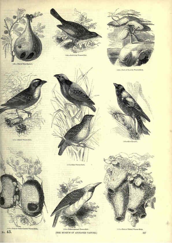 Reproducción/Reproduction 6093050186: The pictorial museum of animated nature. v.1. London :C. Cox,[1844?] 